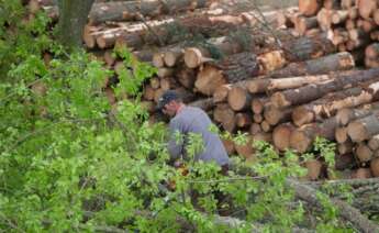 Tala de pinos en Lugo por la moratoria de la plantación del eucalipto