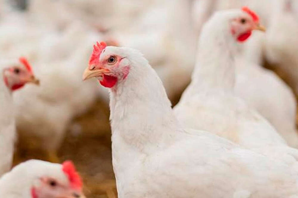 Gallinas en un corral