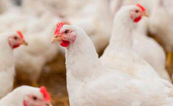 Gallinas en un corral