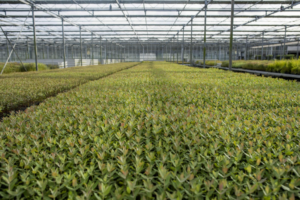 Viveiros do Furadouro de Altri / Altri