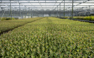 Viveiros do Furadouro de Altri / Altri