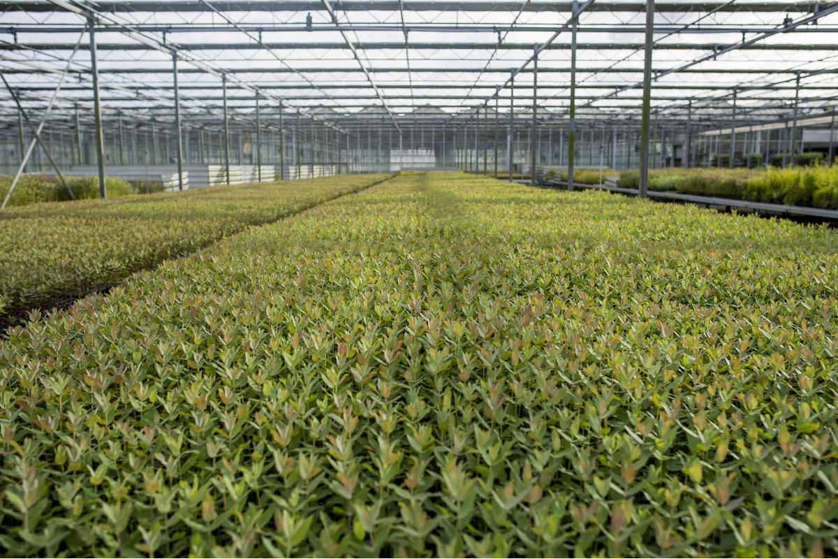 Viveiros do Furadouro de Altri / Altri