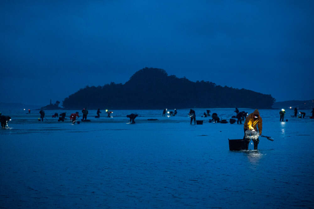 Mariscadoras de la Cofradía de San Telmo trabajan en la zona del Ameixal