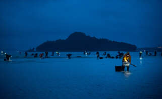 Mariscadoras de la Cofradía de San Telmo trabajan en la zona del Ameixal