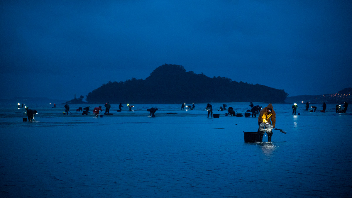 Mariscadoras de la Cofradía de San Telmo trabajan en la zona del Ameixal