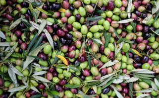 Varias aceitunas durante el comienzo de la campaña de recogida