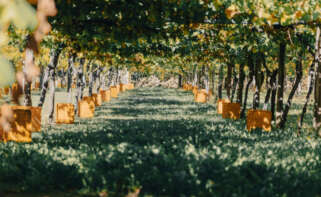 Imagen de archivo de un viñedo de la DO Rías Baixas / DO Rías Baixas