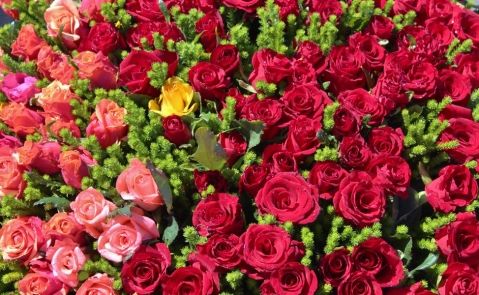 Las venta de rosas se dispara en Sant Jordi