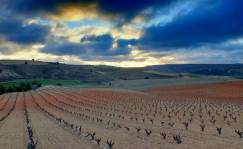 Ribera del Duero