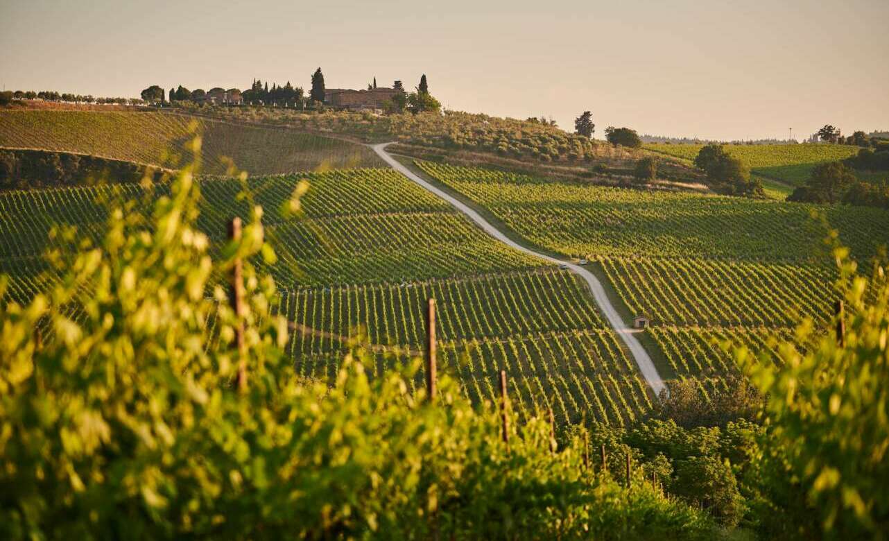 VIñedos en Italia
