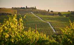 VIñedos en Italia