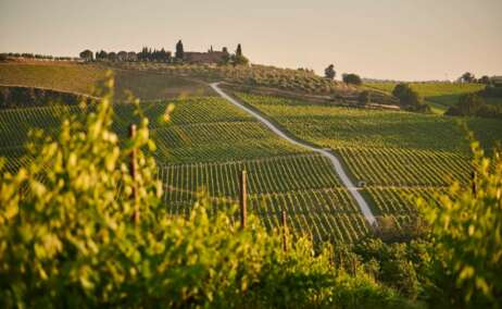 VIñedos en Italia