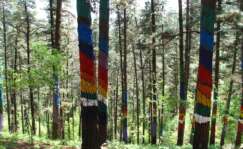 El bosque de Oma