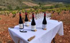 4 vinos de Calatayud