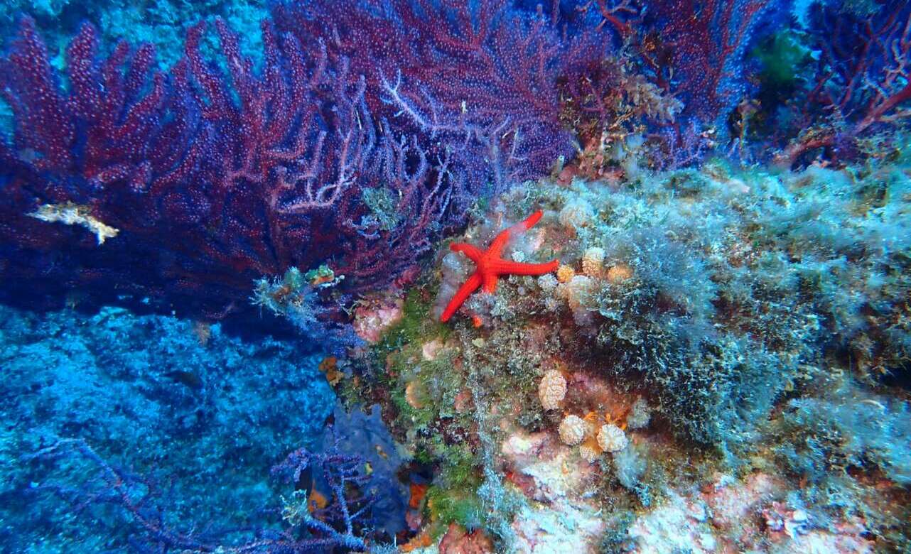 Corales