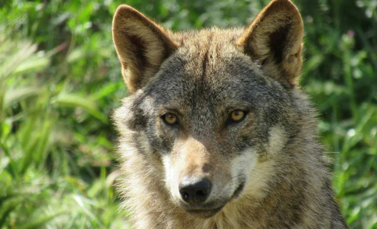 lobo ibérico