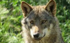 lobo ibérico