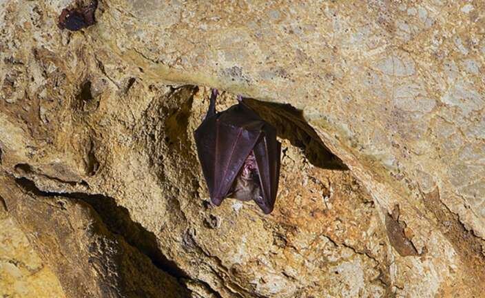 Un murciélago de la Cueva de los Murciélagos de Córdoba
