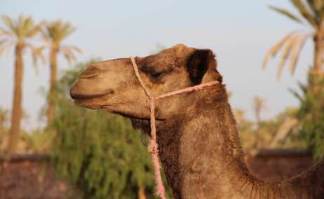 Un camello en Marrakech