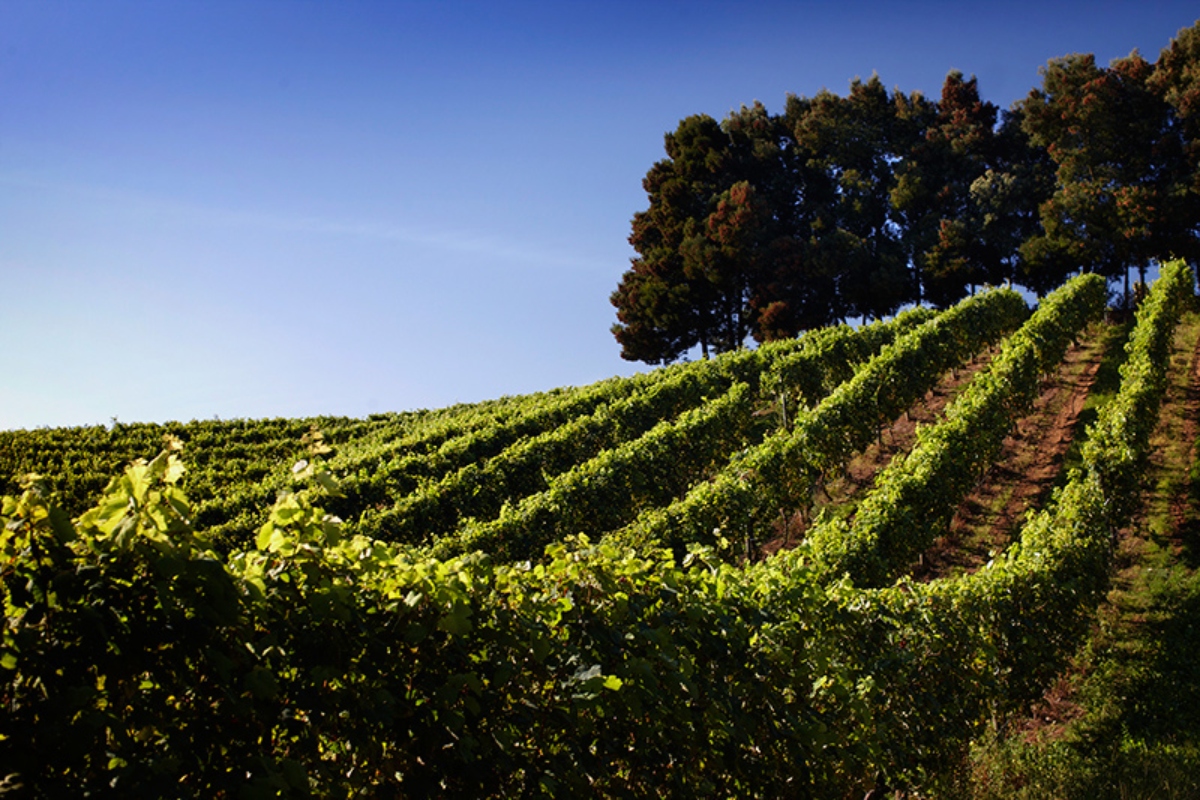 Las bodegas Terras Gauda son una de las mejores de Pontevedra.