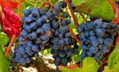 La variedad de uva Garnacha tinta