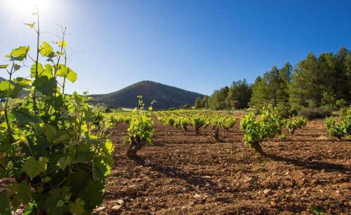 La Ruta del Vino de Bullas