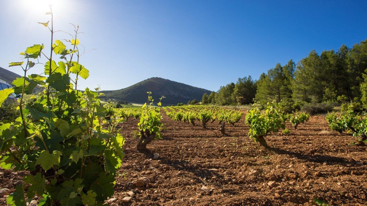 La Ruta del Vino de Bullas