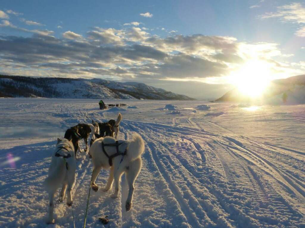 Trineo tirado por huskies en Noruega