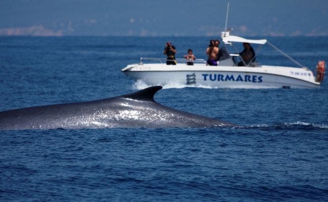Avistamiento de ballenas y delfines en el estrecho de Gibraltar, Tarifa. Foto: Carine Zimmermann/Wikicommons