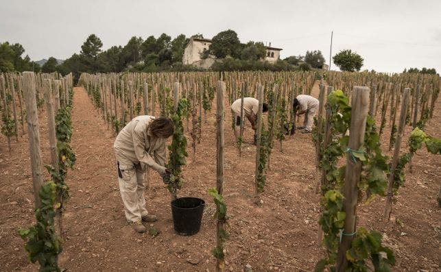 Trabajo de la bodega Familia Torres en la finca Mas Palau. Foto: Toni Galito