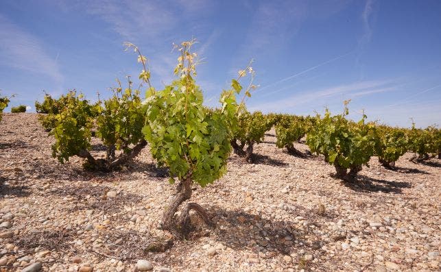 La Ribera de Duero. Foto: Jordi CatalÃ 