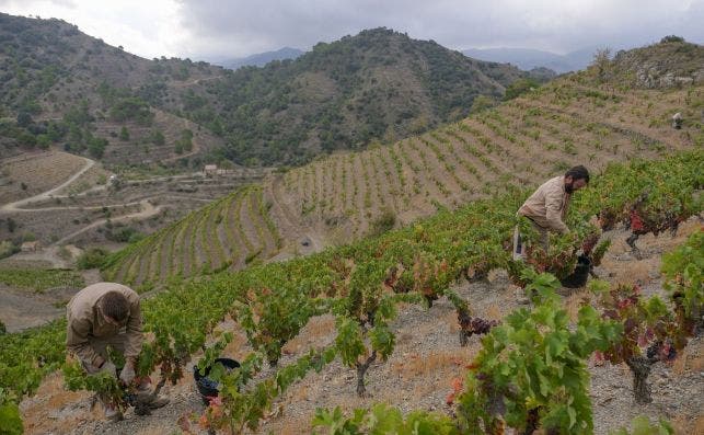 Vendimia Mas de la Rosa. Foto Jordi Elias Familia Torres.