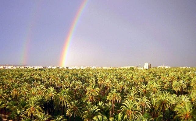 Elche Arcoiris en el Palmeral de Elche