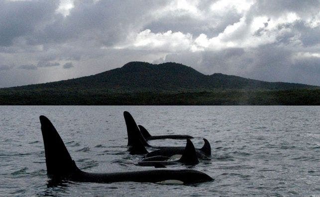 Orca in front of Rangitoto   Auckland, New Zealand