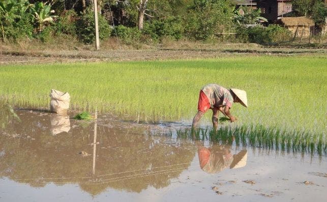 PlantaciÃ³n de arroz en Laos