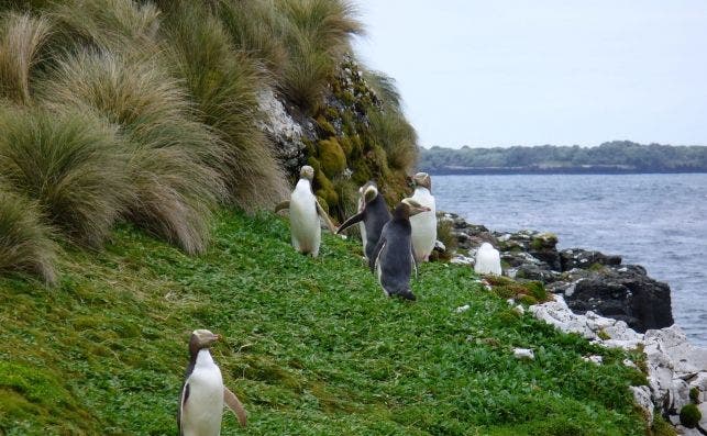 Yellow eyed Penguins Auckland Islands