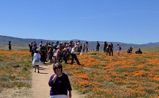 Miles de turistas se lanzaron a los cerros para realizar fotografias. Imagen: California State Parks.