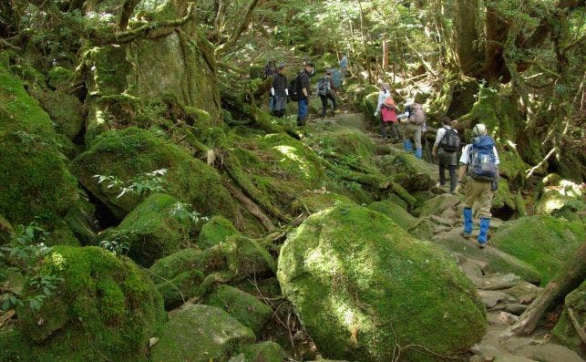 @JNTO Kagoshima   Shiratani Unsuikyo Ravine 2