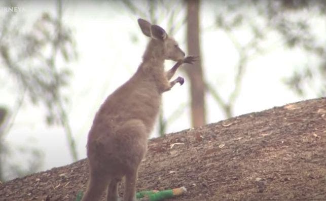 Australia on fire.