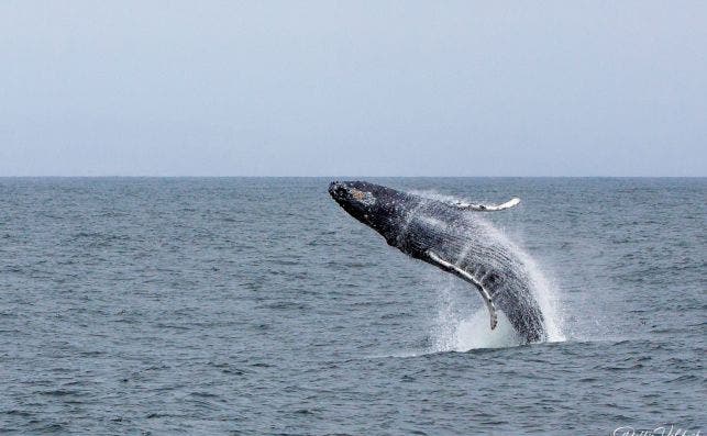 Avistaje de ballenas jorobadas en Monterey Foto Robbie Veldwijk