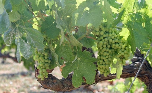 Uva con la que se elabora el vino Ibizcus. Foto: Ibizcus