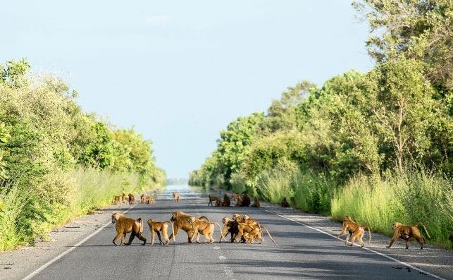 Babuinos en una carretera principal. Foto JosÃ© MarÃ­a de Pablo.