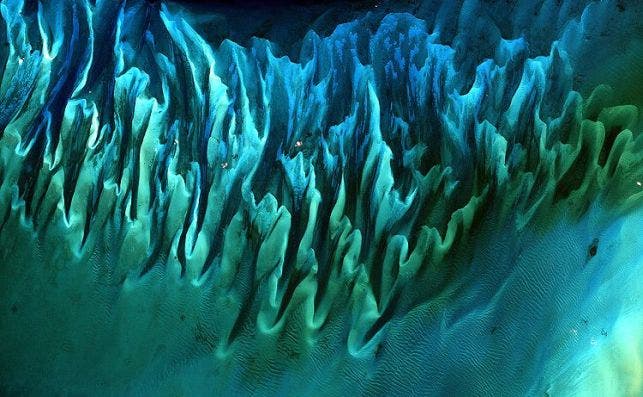 bahamas corales
