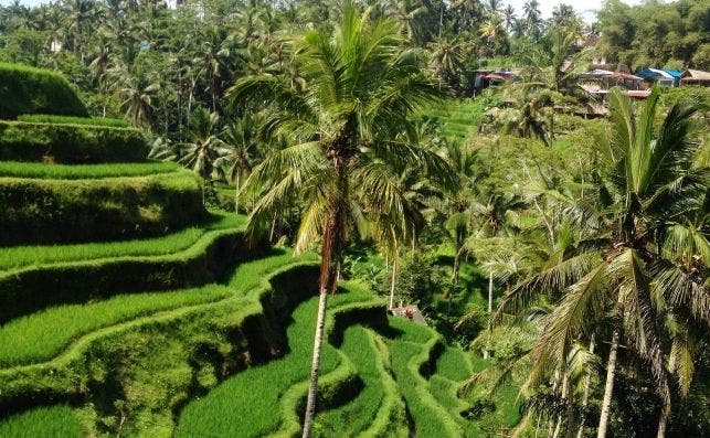 bali tegalalang terraza de arroz 1312811