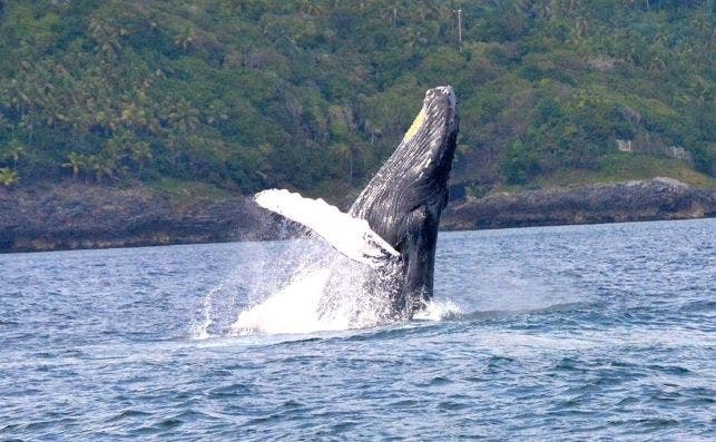 Ballena Jorobada 19