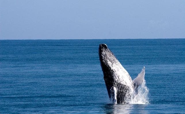 Ballena Jorobada 41