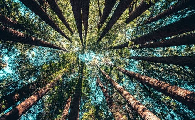 BanÌƒos de bosque. Foto Casey Horner Unsplash