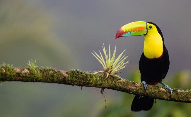 Biodiversidad Costa Rica Foto Zdenek Machacek Unsplash