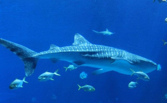 biology blue fish shark marine vertebrate 565928 pxhere.com