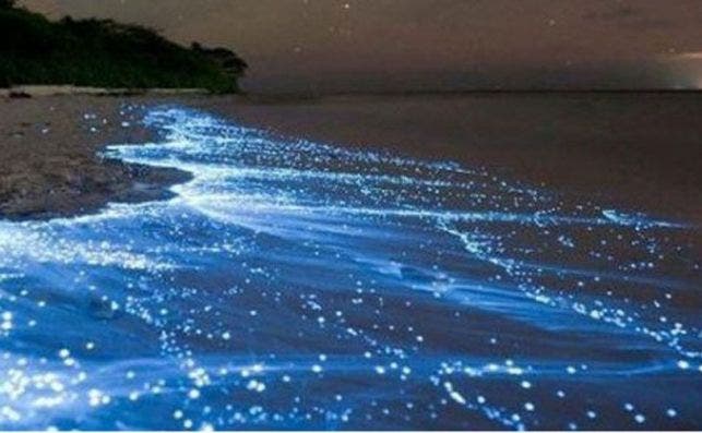 Bioluminsensiya